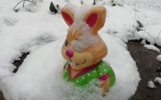 Osterhase im Schnee in Sophienhof (Foto: W. J&ouml;rgens)