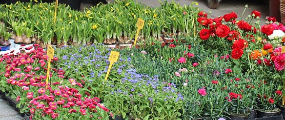 Sondershäuser Blumen-, Pflanzen- und Staudenmarkt (Foto: Karl-Heinz Herrmann) Sondershäuser Blumen-, Pflanzen- und Staudenmarkt (Foto: Karl-Heinz Herrmann)