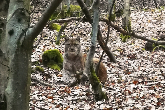 Der erste Thüringer Luchs soll einem Namen bekommen (Foto: Kai Illert/NABU) Der erste Thüringer Luchs soll einem Namen bekommen (Foto: Kai Illert/NABU)