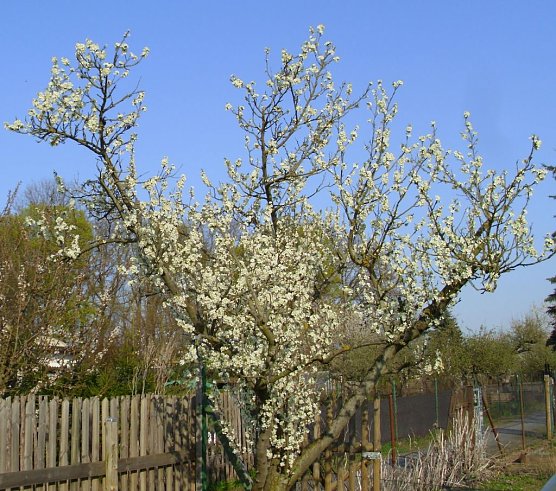 Blick über den Gartenzaun (Foto: Thomas Leipold) Blick über den Gartenzaun (Foto: Thomas Leipold)