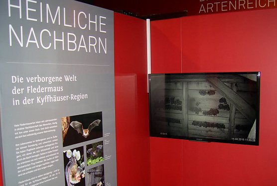 Was gibt es Neues von den Fledermäusen? (Foto: Regionalmuseum Bad Frankenhausen) Was gibt es Neues von den Fledermäusen? (Foto: Regionalmuseum Bad Frankenhausen)