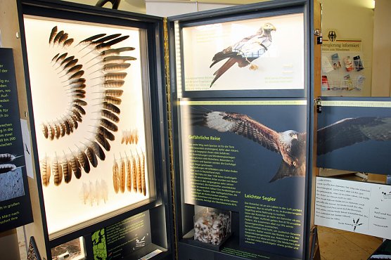 Rotmilan Wanderausstellung er&ouml;ffnet (Foto: Karl-Heinz Herrmann)