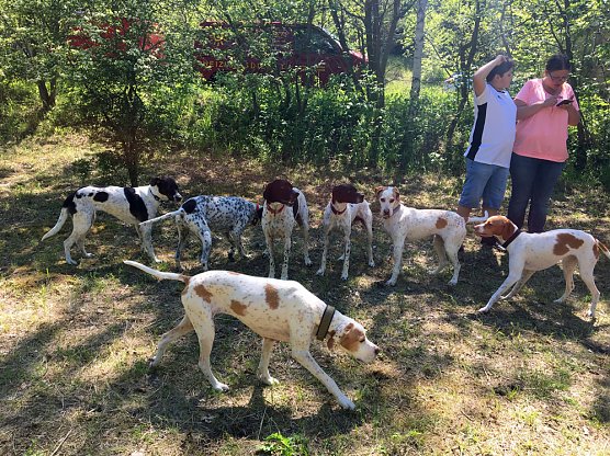 &Uuml;berregionales Treffen von Hundehaltern auf dem Freilaufgel&auml;nde  in Sondershausen... (Foto: Ines Schwarz)