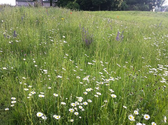 Blumenwiese zum Nachmachen (Foto: Karl-Heinz Herrmann)
