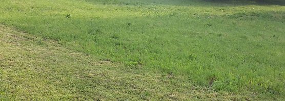 Blumenwiese zum Nachmachen (Foto: Karl-Heinz Herrmann)