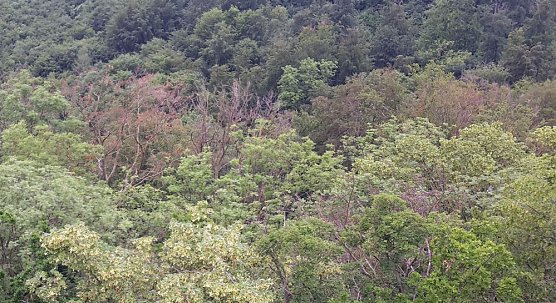 Ramelow: Thüringer Wälder in schwieriger Phase (Foto: Karl-Heinz Herrmann) Ramelow: Thüringer Wälder in schwieriger Phase (Foto: Karl-Heinz Herrmann)