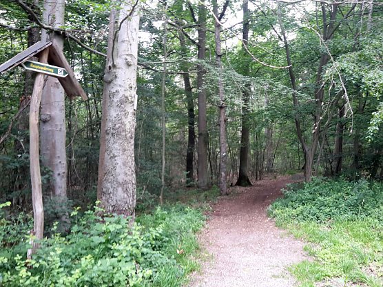 Ramelow: Thüringer Wälder in schwieriger Phase (Foto: Karl-Heinz Herrmann) Ramelow: Thüringer Wälder in schwieriger Phase (Foto: Karl-Heinz Herrmann)