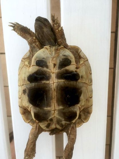 Griechische Landschildkr&ouml;te gefunden (Foto: Stadt Sondershausen)