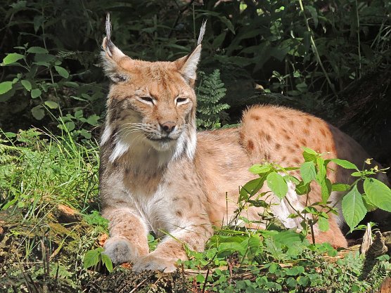 Luchs (Foto: Silvester Tam&aacute;s)