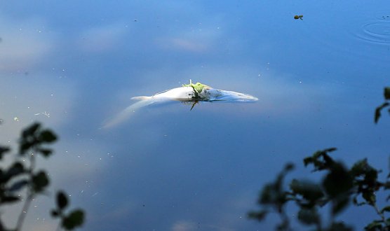 Vandalismus, toter Fisch und mehr (Foto: Karl-Heinz Herrmann)