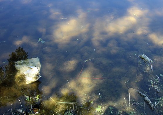 Vandalismus, toter Fisch und mehr (Foto: Karl-Heinz Herrmann)