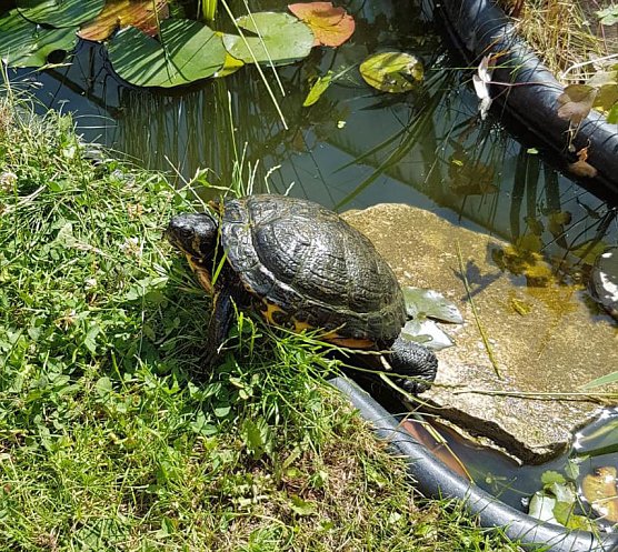 Wieder Schildkröte gefunden (Foto: Stadt Sondershausen) Wieder Schildkröte gefunden (Foto: Stadt Sondershausen)