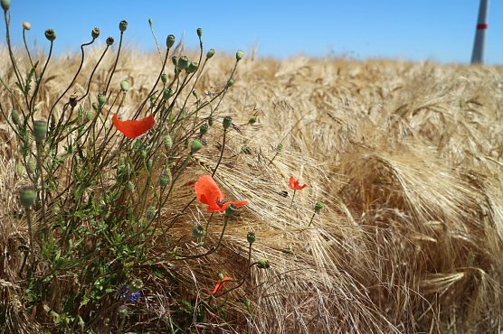Wetterbild (Foto: Angelo Glashagel)