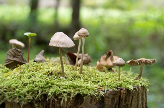 Waldpilze - in diesem Jahr fast Fehlanzeige (Foto: Torsten Rahn)