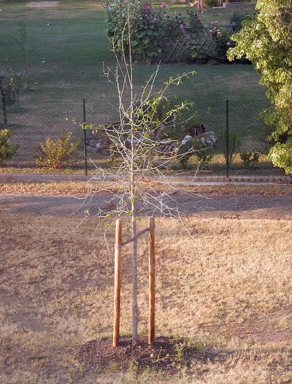 Die Welt ist eine Baumscheibe (Foto: Andreas Zeidler)