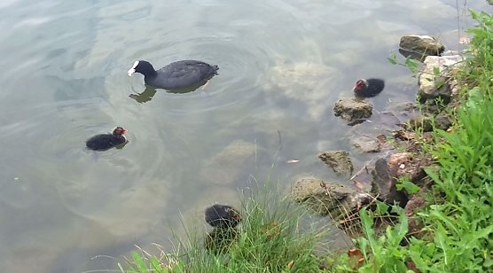 Nachwuchs am Parkteich (Foto: privat)