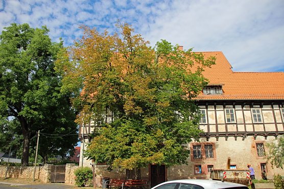 Baumpflege mit Kran (Foto: privat)