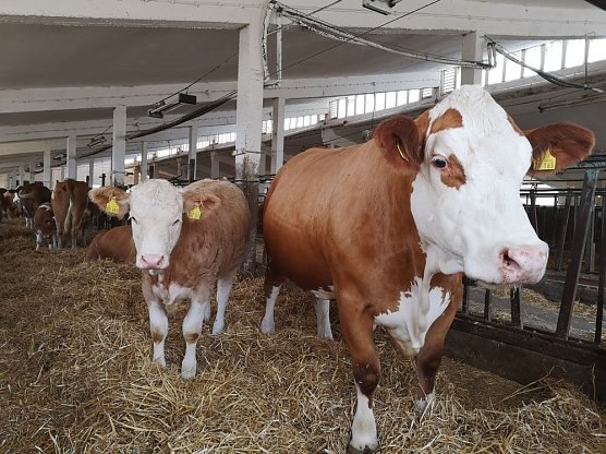 Agrar-Kabinett in Greu&szlig;en l&auml;dt Schulkinder ein (Foto: Die Linke)
