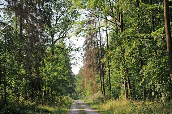 Wie gef&auml;hrlich wird unser Wald? (Foto: Karl-Heinz Herrmann)