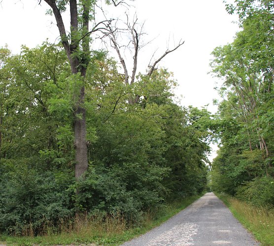 Sicherungsarbeiten durch Th&uuml;ringenForst (Foto: Karl-Heinz Herrmann)