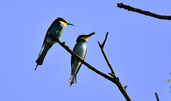 Bunte Exoten in der Hohen Schrecke (Foto: j. Scholz)