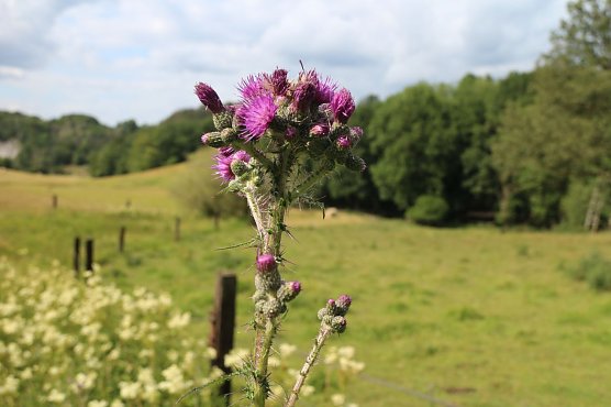 Wetterbild (Foto: Angelo Glashagel)