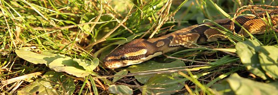 Schlange entdeckt (Foto: Silvio Dietzel)