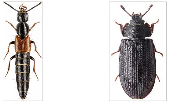 Hohe Schrecke: 5 weitere Urwaldreliktarten gefunden (Foto: A, Weigel) Hohe Schrecke: 5 weitere Urwaldreliktarten gefunden (Foto: A, Weigel)