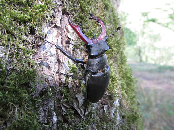 Hohe Schrecke: 5 weitere Urwaldreliktarten gefunden (Foto: Werner Krämer) Hohe Schrecke: 5 weitere Urwaldreliktarten gefunden (Foto: Werner Krämer)