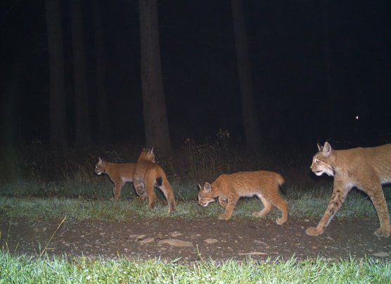 Südharzer Luchse mit Nachwuchs (Foto: BUND/ Universität Göttingen) Südharzer Luchse mit Nachwuchs (Foto: BUND/ Universität Göttingen)