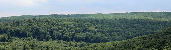 Waldwildnis bremst Tourismus aus? (Foto: Karl-Heinz Herrmann)