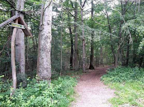 Waldwildnis bremst Tourismus aus? (Foto: Karl-Heinz Herrmann)