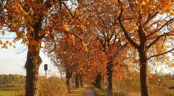 Kastanienalle zwischen Nordhausen und Niedersalza (Foto: Bernd Thielbeer)