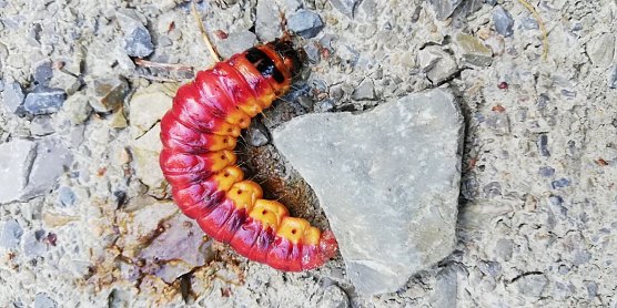 Raupe (Foto: Monika Hause)