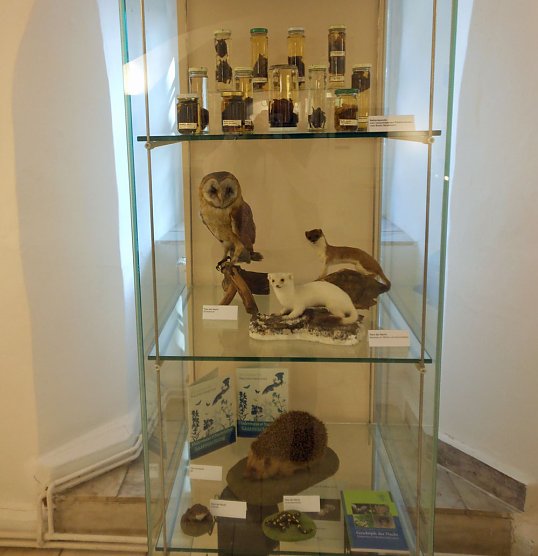 Flederm&auml;use Geheimnisvolle J&auml;ger der Nacht (Foto: Regionalmuseum Bad Frankenhausen)