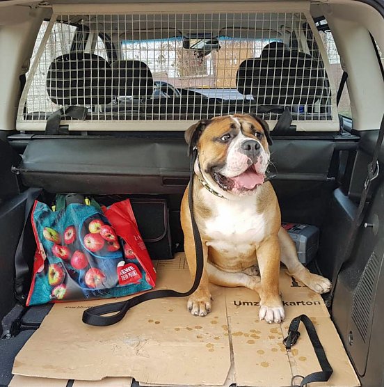 Hund beschützte Herrchen (Foto: Silvio Dietzel) Hund beschützte Herrchen (Foto: Silvio Dietzel)