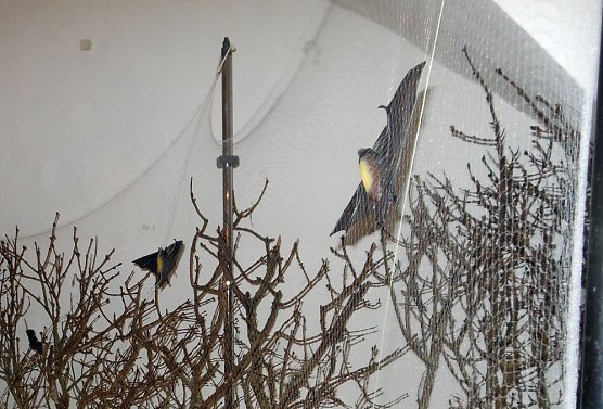 Ausstellungsende am Sonntag (Foto: Regionalmuseum Bad Frankenhausen)