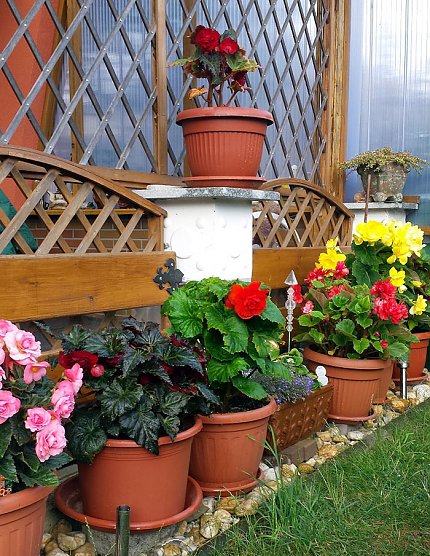 Das Gartenjahr 2019 geht zu Ende… (Foto: Norbert Rittweger) Das Gartenjahr 2019 geht zu Ende… (Foto: Norbert Rittweger)