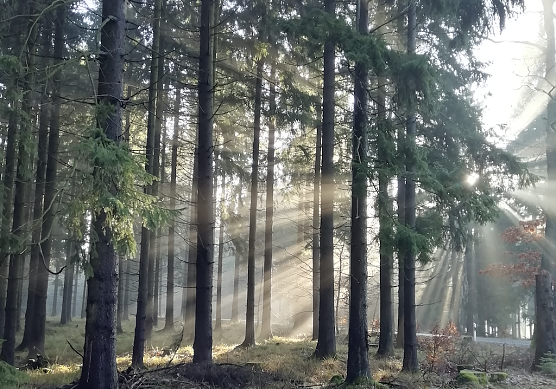 Sonne im Südharz (Foto: W. Jörgens) Sonne im Südharz (Foto: W. Jörgens)