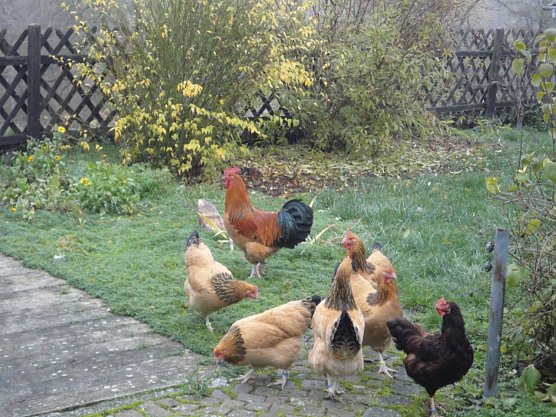 Rassegeflügelschau in Großenehrich (Foto: Marion Ryska) Rassegeflügelschau in Großenehrich (Foto: Marion Ryska)