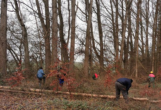 Trockensch&auml;den beseitigt (Foto: K.-H. K&auml;mmerer)