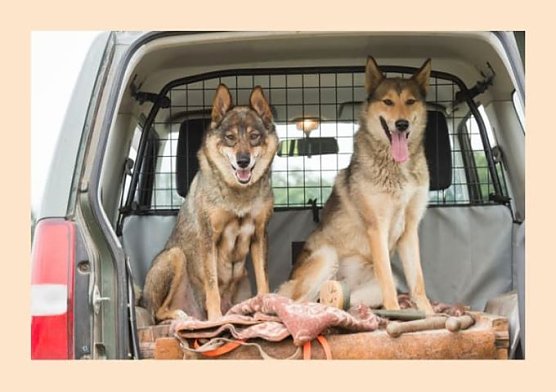 Entlaufen sind 2 westsibirische Leikas (Foto: Silvio Dietzel)