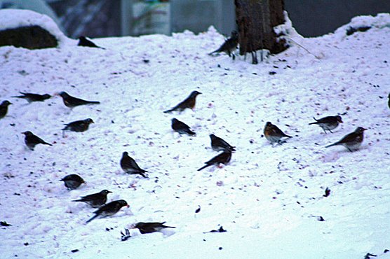 Im Vogejbeerbaum (Foto: Hans-Jürgen Schmidt) Im Vogejbeerbaum (Foto: Hans-Jürgen Schmidt)