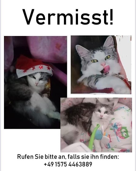 Dieser Kater wird vermisst. (Foto: privat)