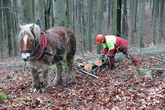 Milde Wintertage erschweren Holzernte (Foto: ThüringenForst) Milde Wintertage erschweren Holzernte (Foto: ThüringenForst)