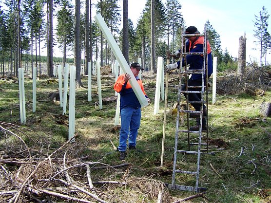 ThüringenForst pflanzte 2019 knapp 750.000 Bäume (Foto: Horst Sproßmann) ThüringenForst pflanzte 2019 knapp 750.000 Bäume (Foto: Horst Sproßmann)