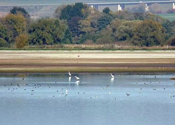 Talsperre Kelbra soll jetzt Fischfrei werden (Foto: Archivfoto kn) Talsperre Kelbra soll jetzt Fischfrei werden (Foto: Archivfoto kn)