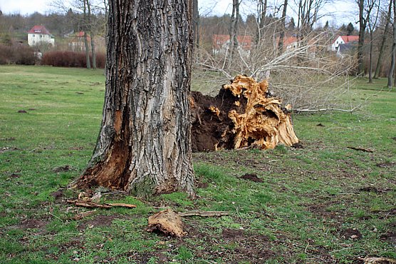 Sanierungskonzept für Schlosspark nötig? (Foto: Karl-Heinz Herrmann) Sanierungskonzept für Schlosspark nötig? (Foto: Karl-Heinz Herrmann)