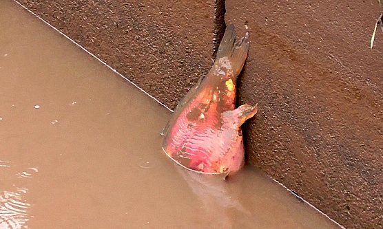 Toter Karpfen (Foto: Ulrich Reinboth) Toter Karpfen (Foto: Ulrich Reinboth)