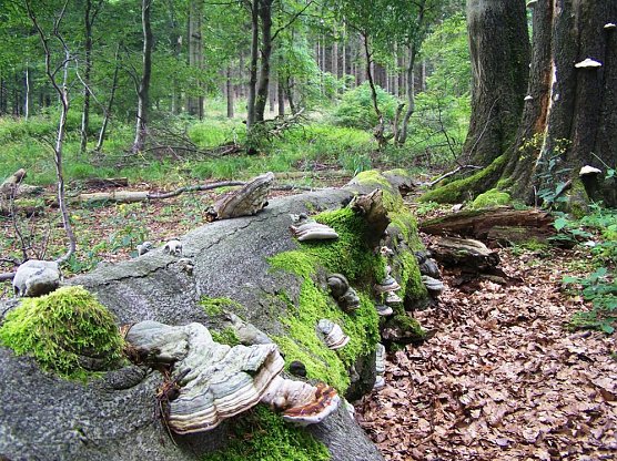 Wirtschaftswald totholzreicher und nutzholzärmer? (Foto: Karl-Heinz Herrmann) Wirtschaftswald totholzreicher und nutzholzärmer? (Foto: Karl-Heinz Herrmann)